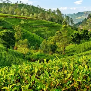 Sri-Lanka04