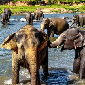 Sri-Lanka12