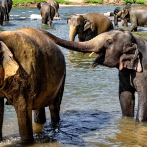 Sri-Lanka15