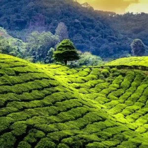 Sri-Lanka18