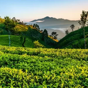 Sri-Lanka19