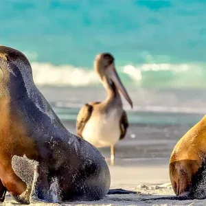 galapagos01