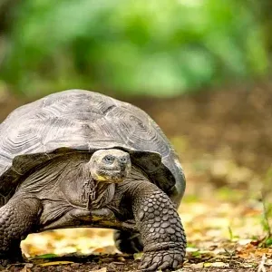 galapagos03