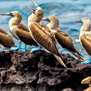 galapagos06
