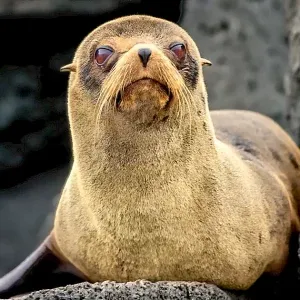 galapagos11