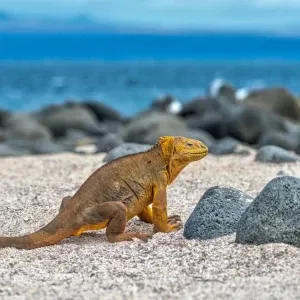 galapagos18