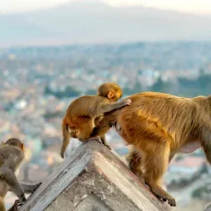 nepal-07