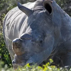 notia-afriki03